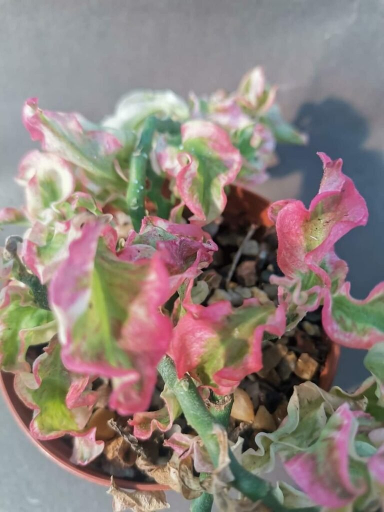 Siracactus-Euphorbiaceae-Euphorbia-tithymaloides-variegata-v.-Foglia-riccia.jpg