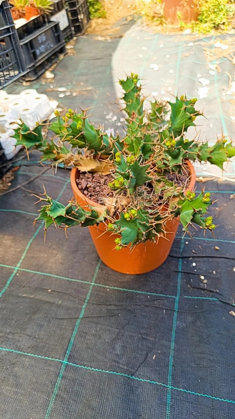 Siracactus-Euphorbiaceae-Euphorbia-tortirama-6.jpg