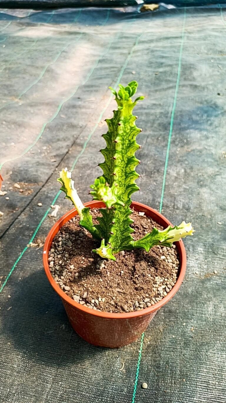 Siracactus-Euphorbiaceae-Euphorbia-trigona-Variegata-CV-Mint-cream.jpg