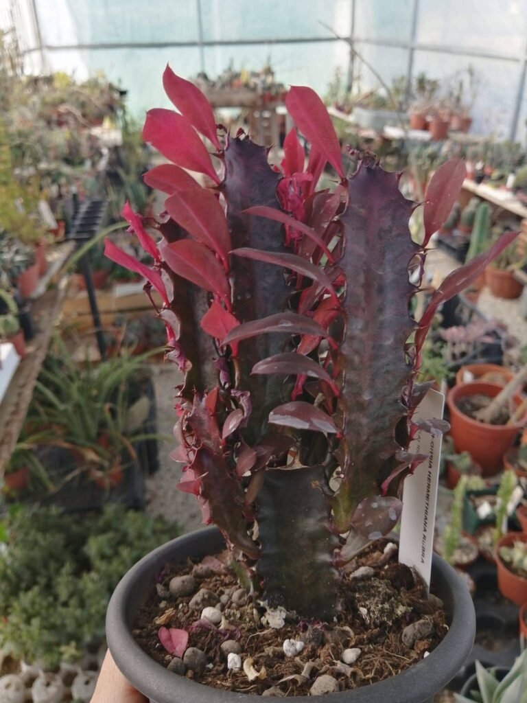 Siracactus-Euphorbiaceae-Euphorbia-trigona-rubra-4.jpg