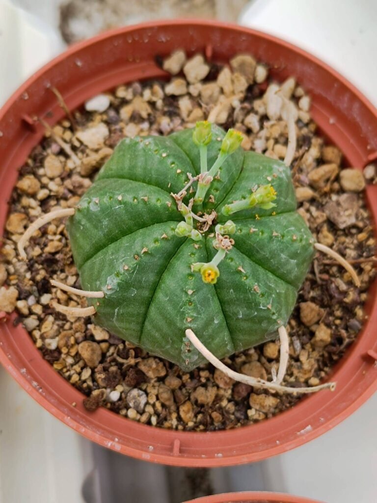 Siracactus-Euphorbiaceae-Euphorbia-valida-Hybrid.jpg