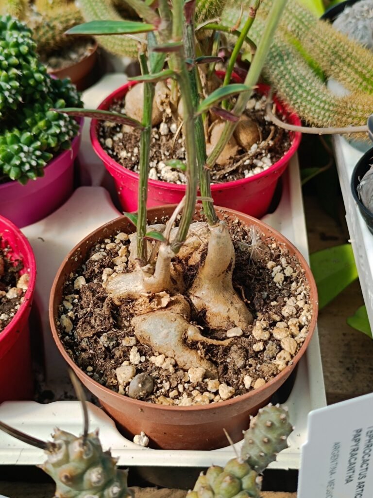 Siracactus-Euphorbiaceae-Monadenium-rubellum.jpg