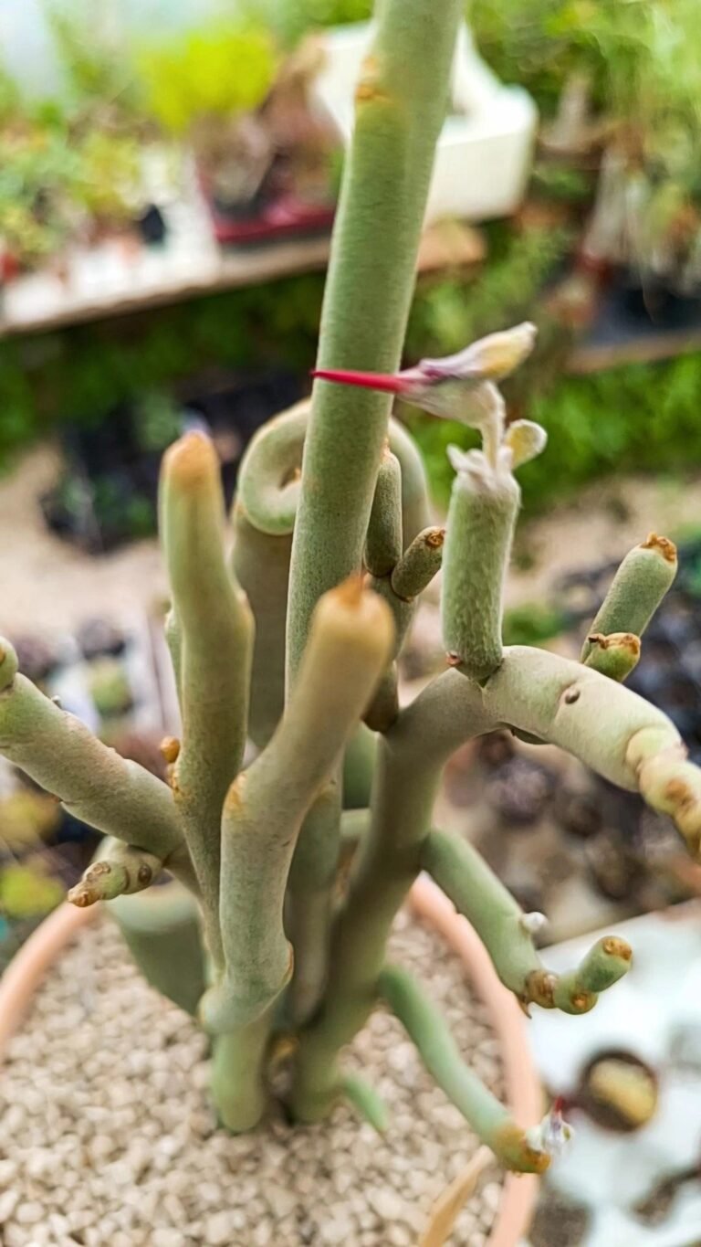 Siracactus-Euphorbiaceae-Pedilanthus-macrocarpus-crestata.jpg