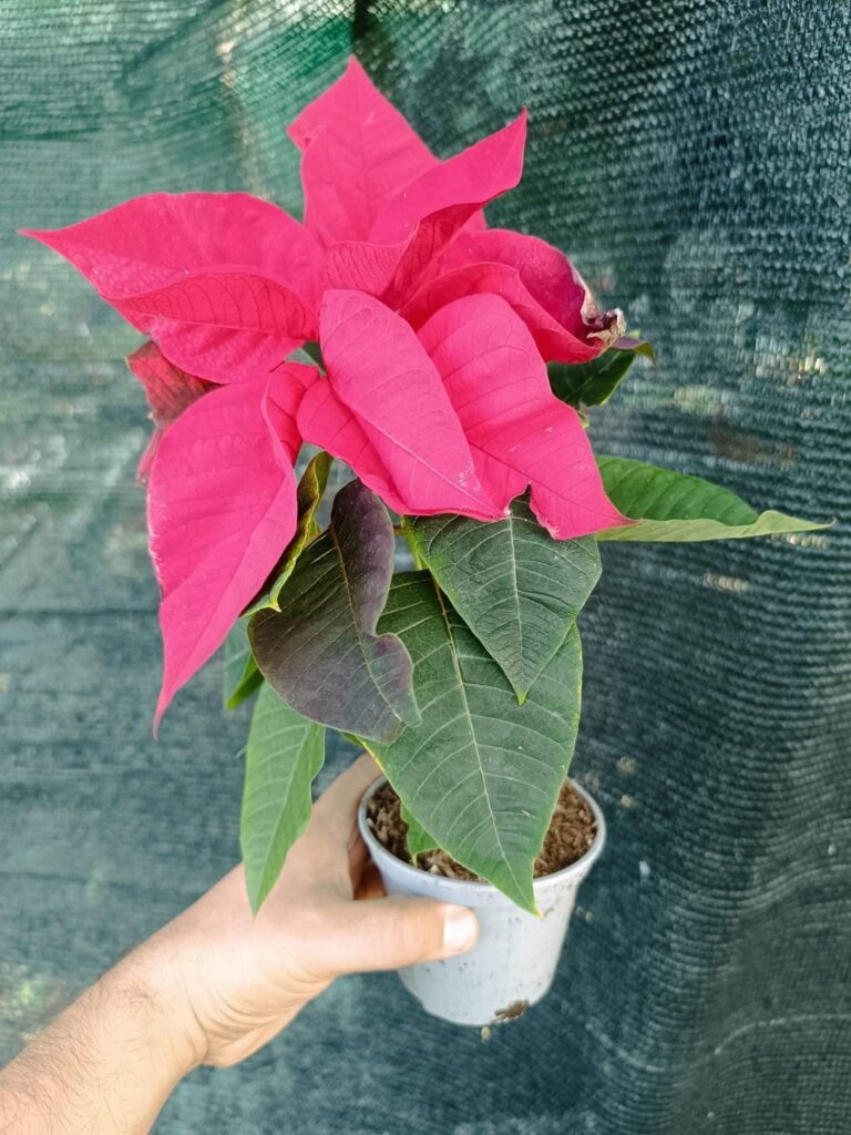 Siracactus-Euphorbiaceae-Stella-di-natale-euphorbia-pulcherrima-2.jpg