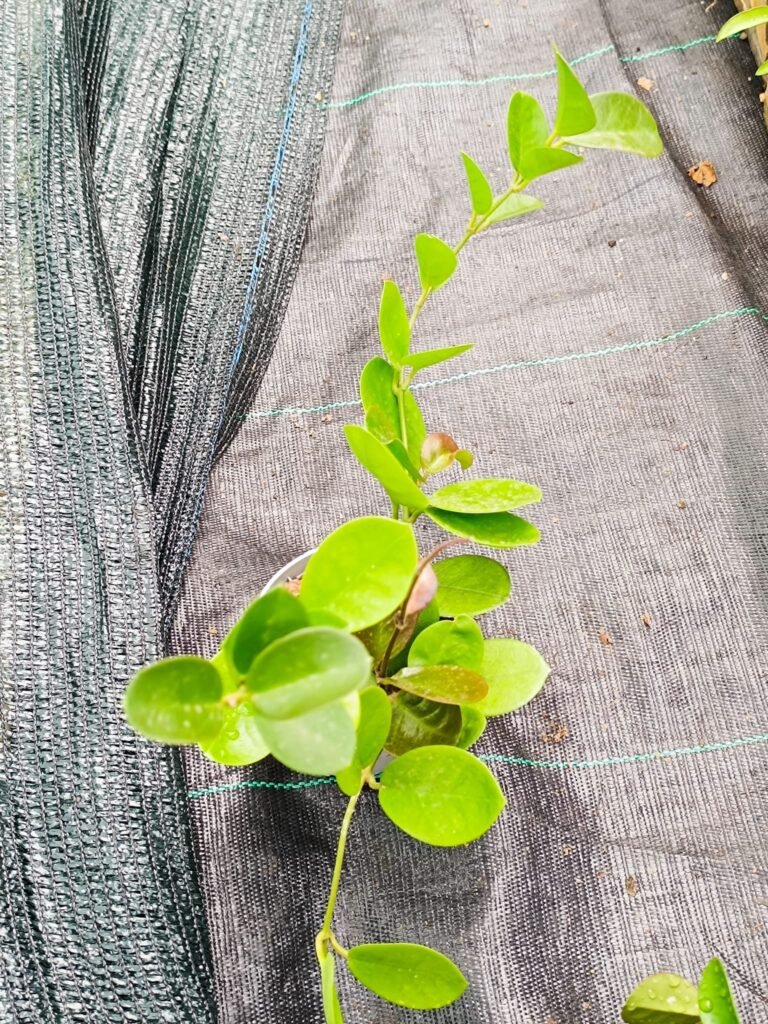 Siracactus-Hoya-Australis.jpg