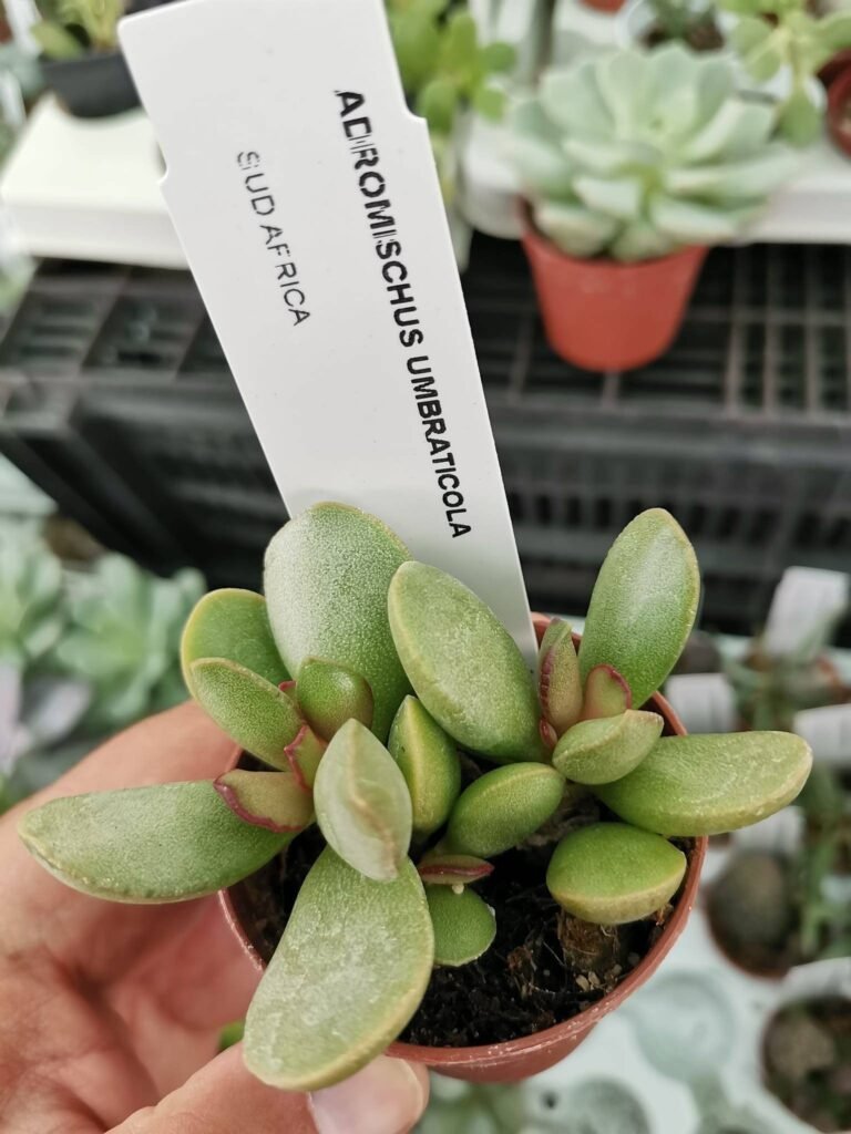 Siracactus-Succulente-Adromischus-Umbracticolus-1.jpg