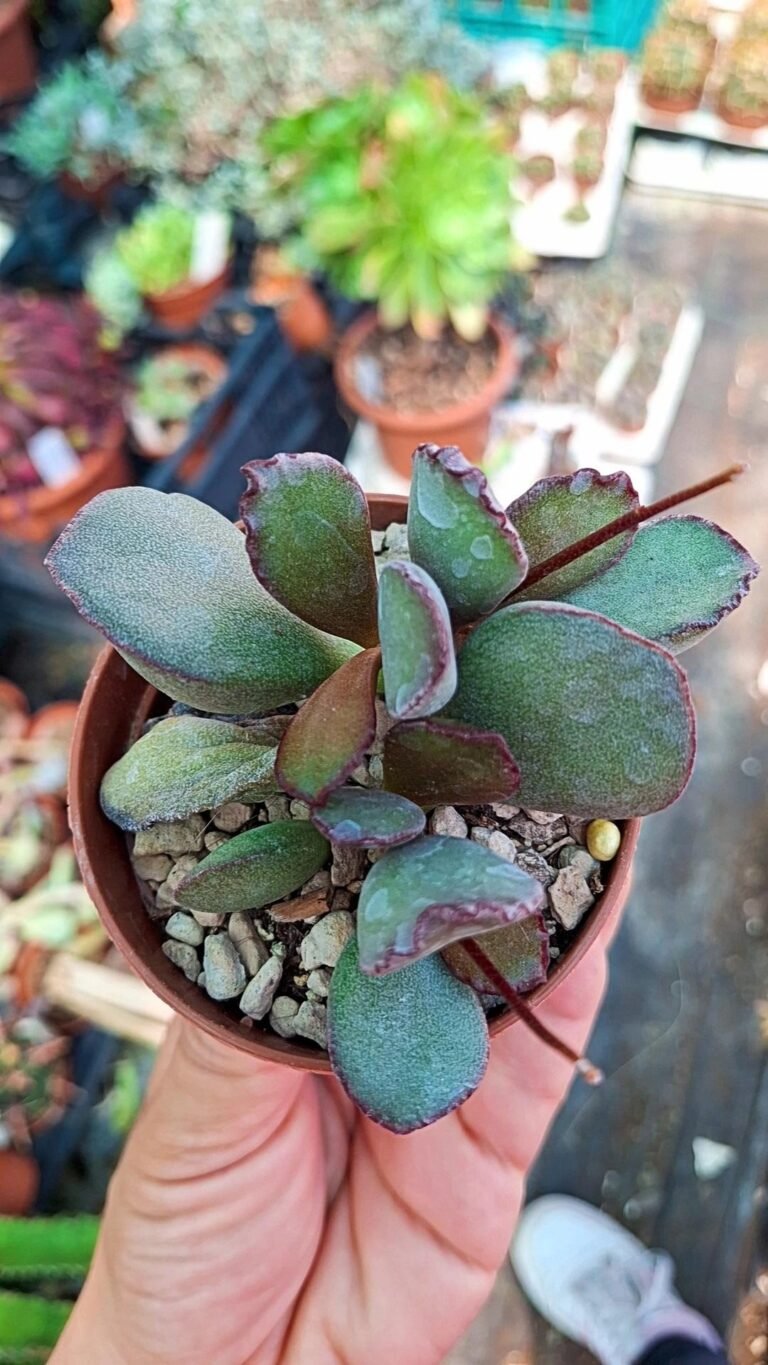 Siracactus-Succulente-Adromischus-blosianus.jpg