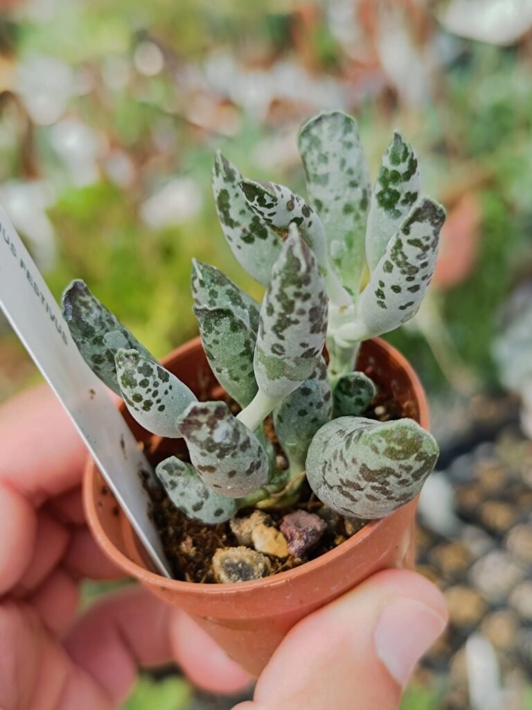 Siracactus-Succulente-Adromischus-festivus-2.jpg
