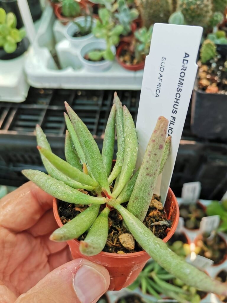 Siracactus-Succulente-Adromischus-filicaulis-1.jpg