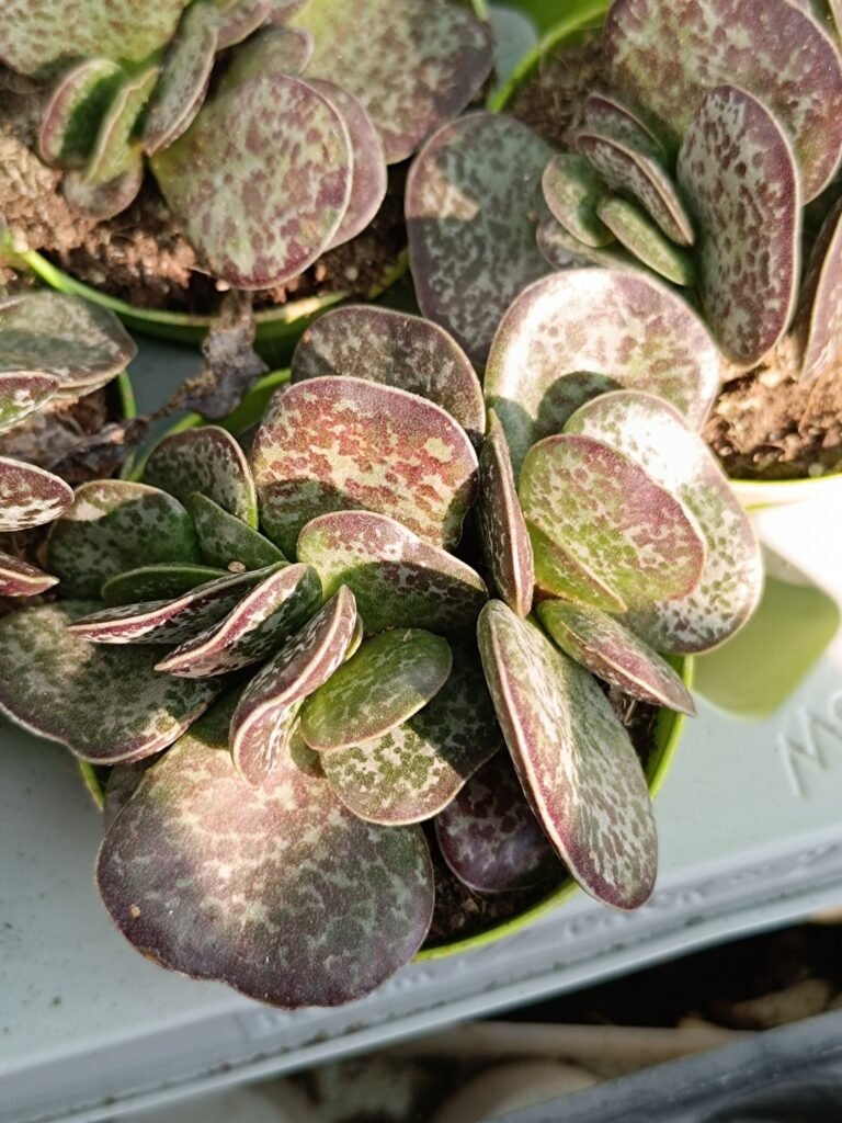 Siracactus-Succulente-Adromischus-rupicola-1.jpg
