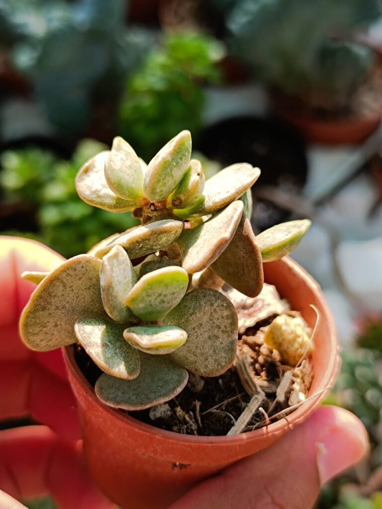Siracactus-Succulente-Adromischus-schuldtianus-2.jpg