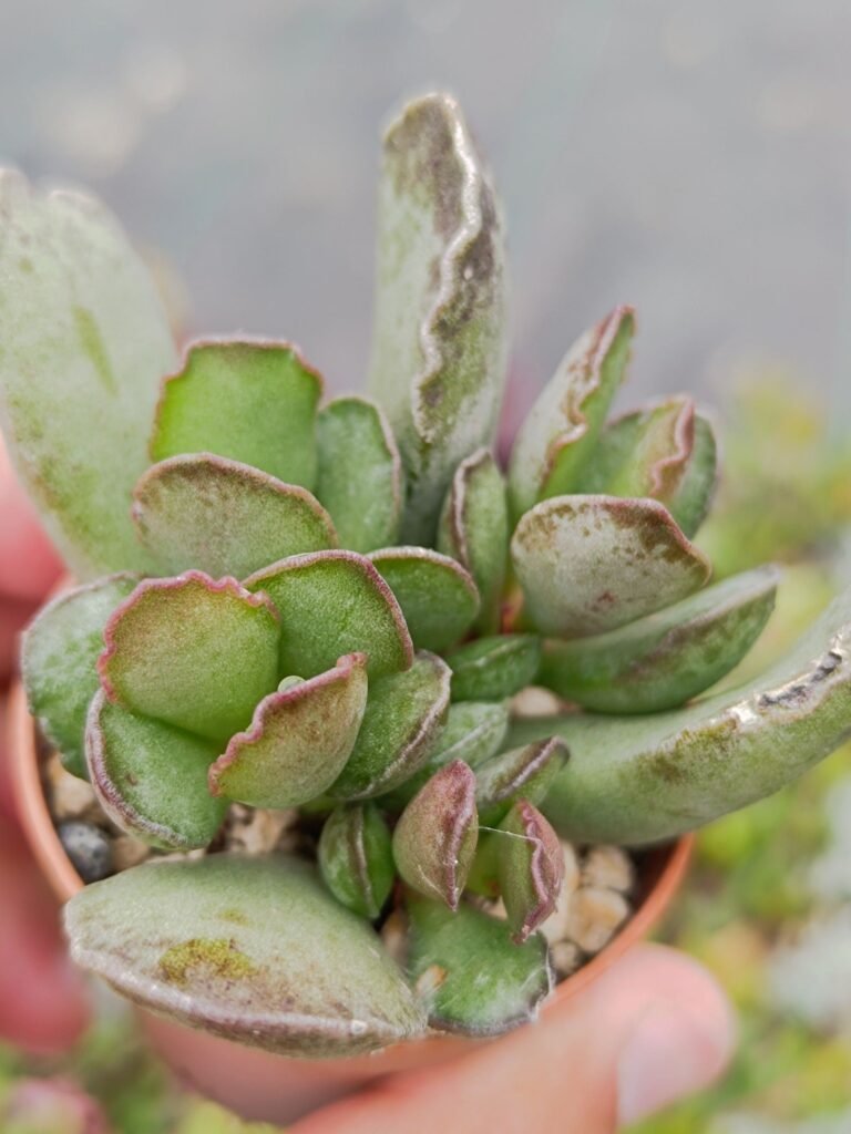 Siracactus-Succulente-Adromischus-sp-1-1.jpg