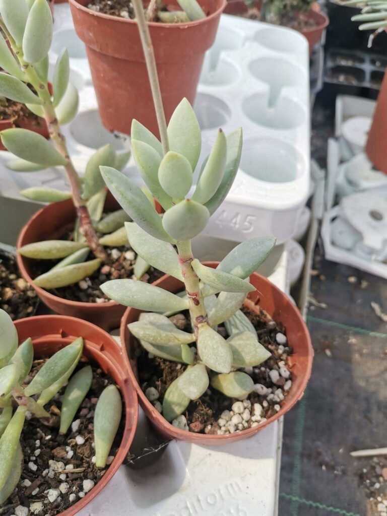 Siracactus-Succulente-Adromischus-sp-1.jpg