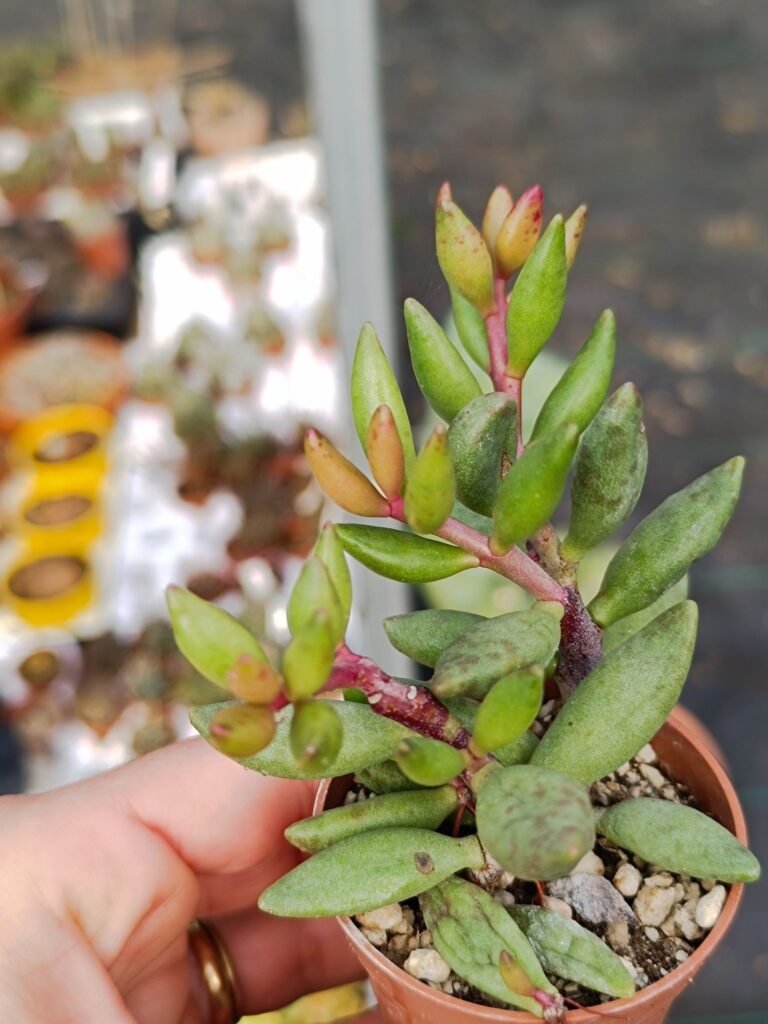 Siracactus-Succulente-Adromischus-sp-3.jpg