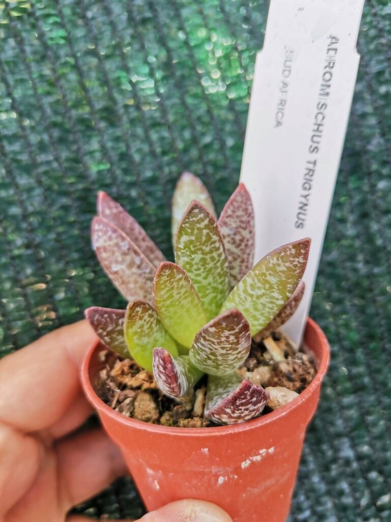 Siracactus-Succulente-Adromischus-trigynus.jpg