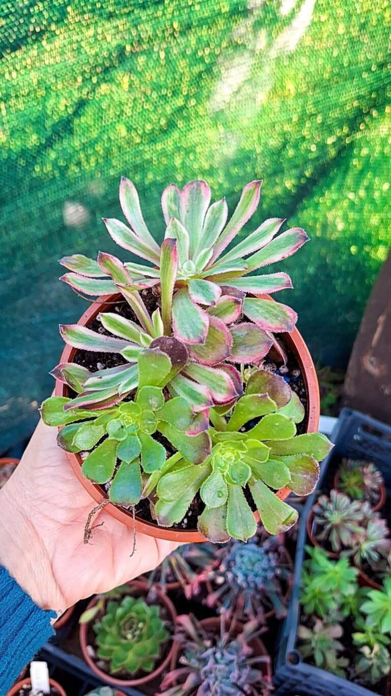 Siracactus-Succulente-Aeonium-Black-king-kong-korean-cluster.jpg