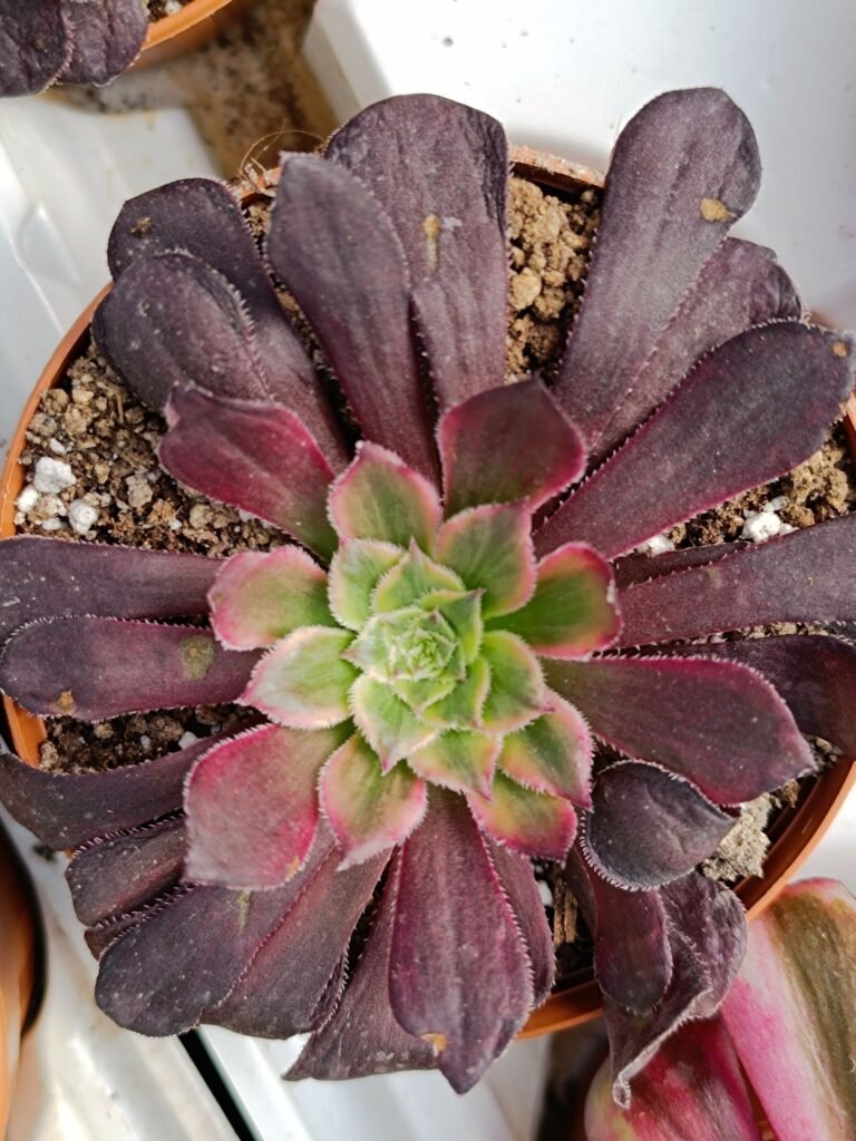 Siracactus-Succulente-Aeonium-Blue-bird-korean-2.jpg