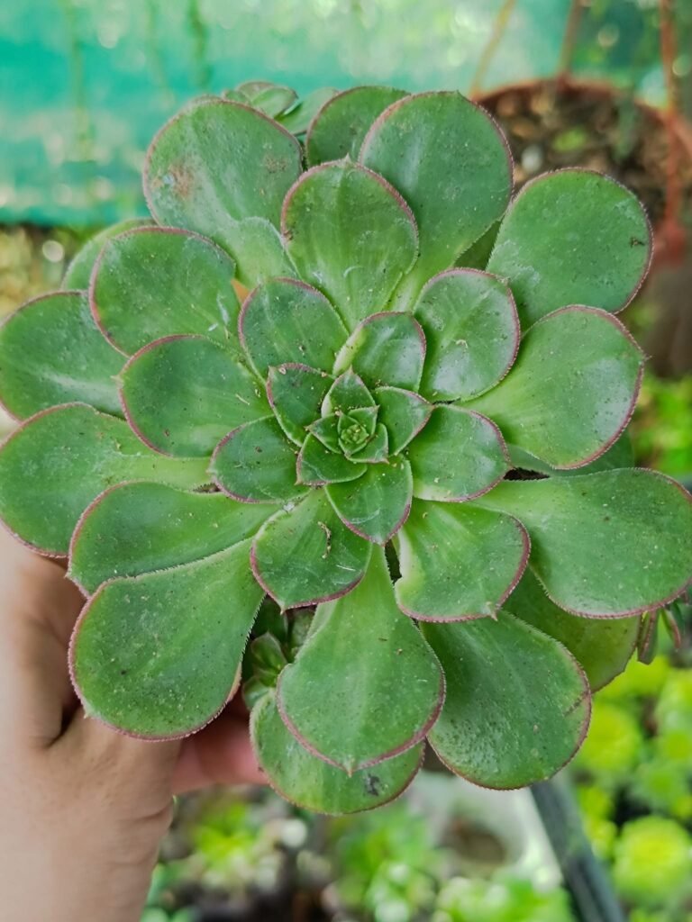 Siracactus-Succulente-Aeonium-Butterfly-korean.jpg