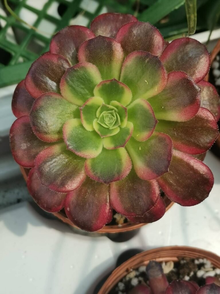 Siracactus-Succulente-Aeonium-CV-Anna.jpg