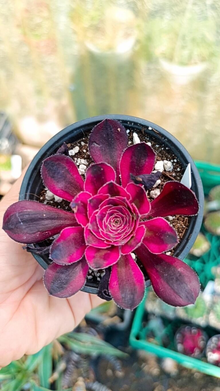Siracactus-Succulente-Aeonium-Chanel-korean.jpg