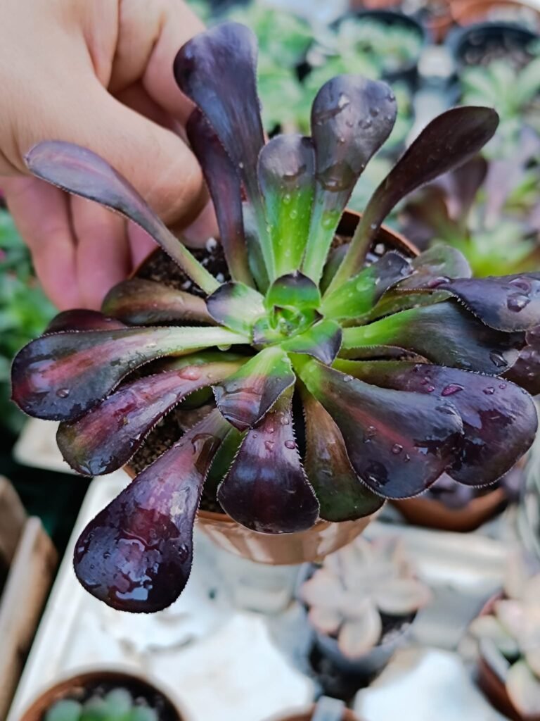 Siracactus-Succulente-Aeonium-Chanel-middle-korean.jpg