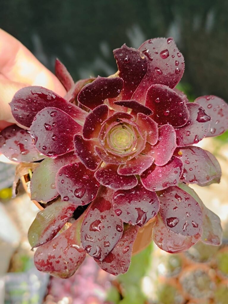 Siracactus-Succulente-Aeonium-Durango.jpg