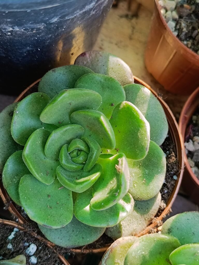 Siracactus-Succulente-Aeonium-Lily-pad-1.jpg