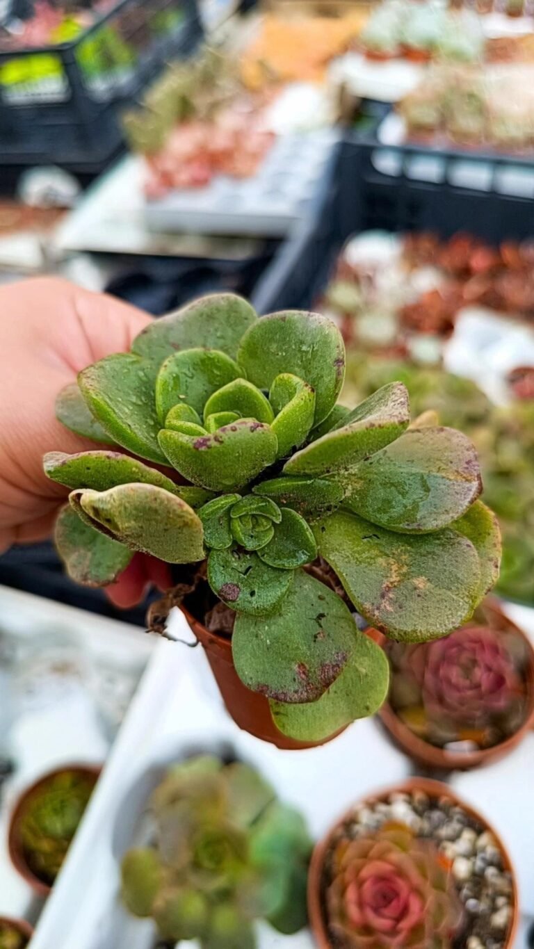 Siracactus-Succulente-Aeonium-Lily-pad.jpg
