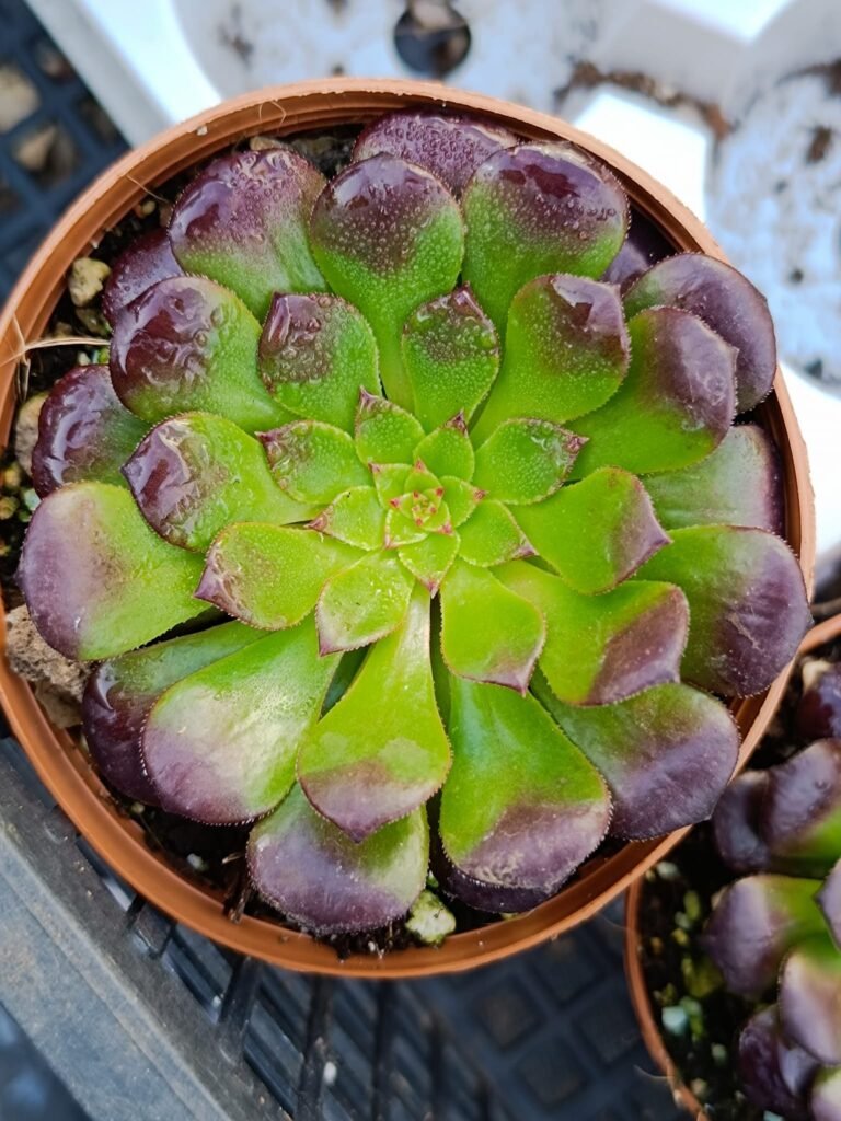 Siracactus-Succulente-Aeonium-Meiji-middle-korean.jpg