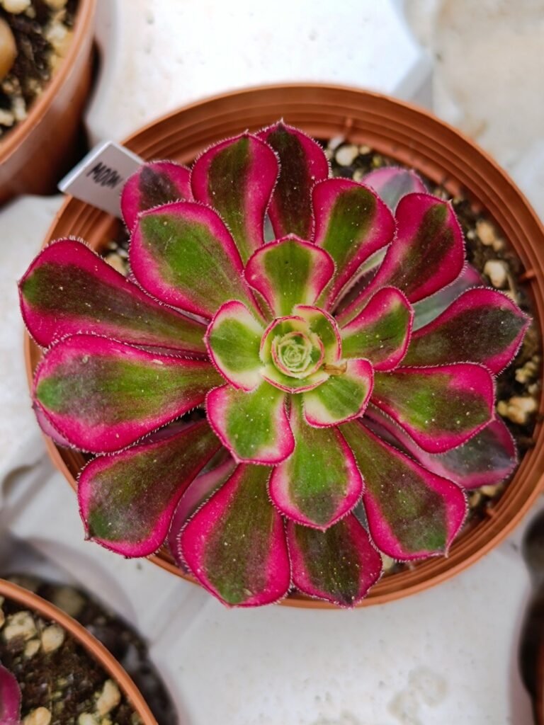 Siracactus-Succulente-Aeonium-Moon-in-the-water-korean.jpg