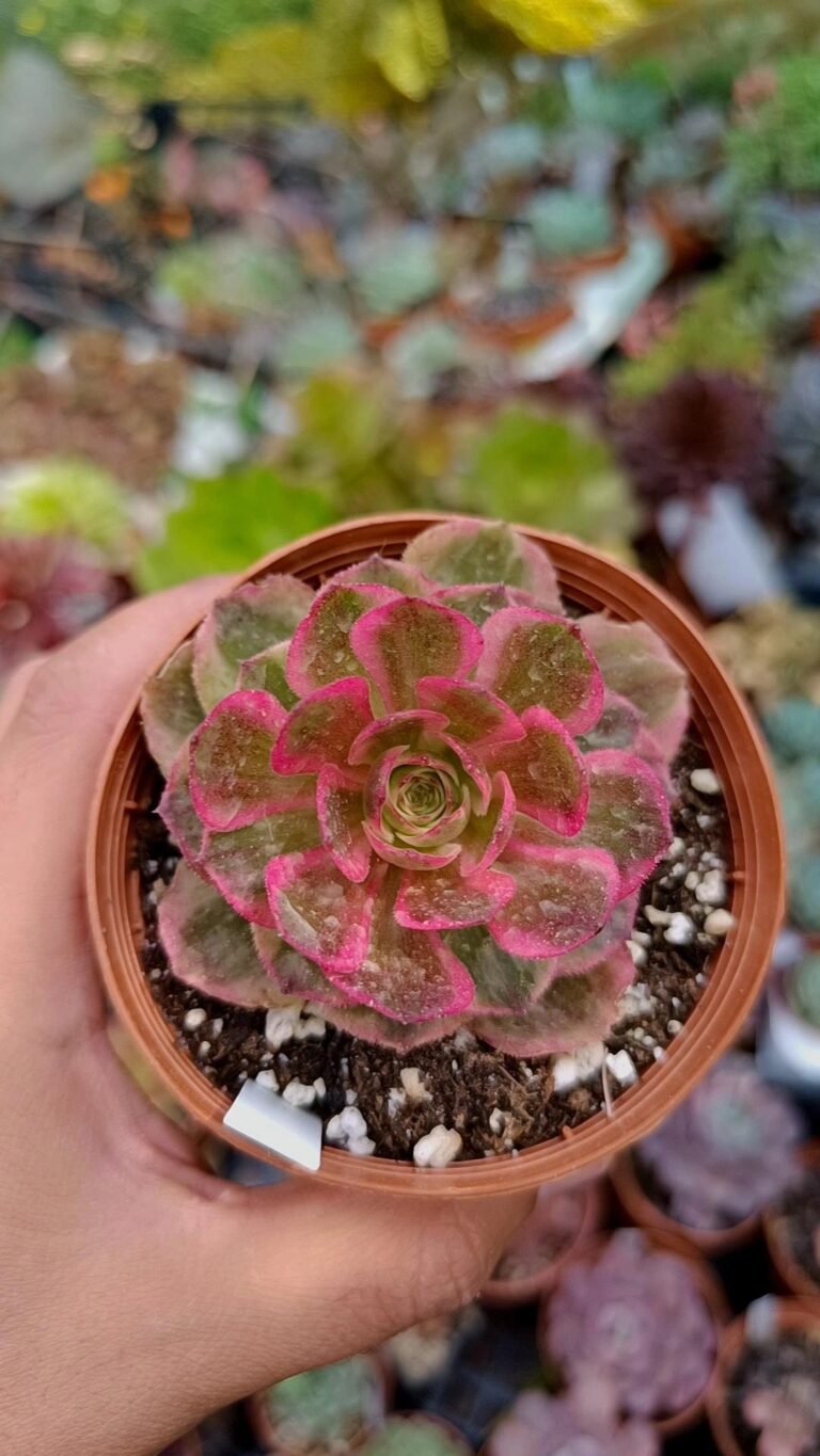 Siracactus-Succulente-Aeonium-Peacock-father-korean-2.jpg