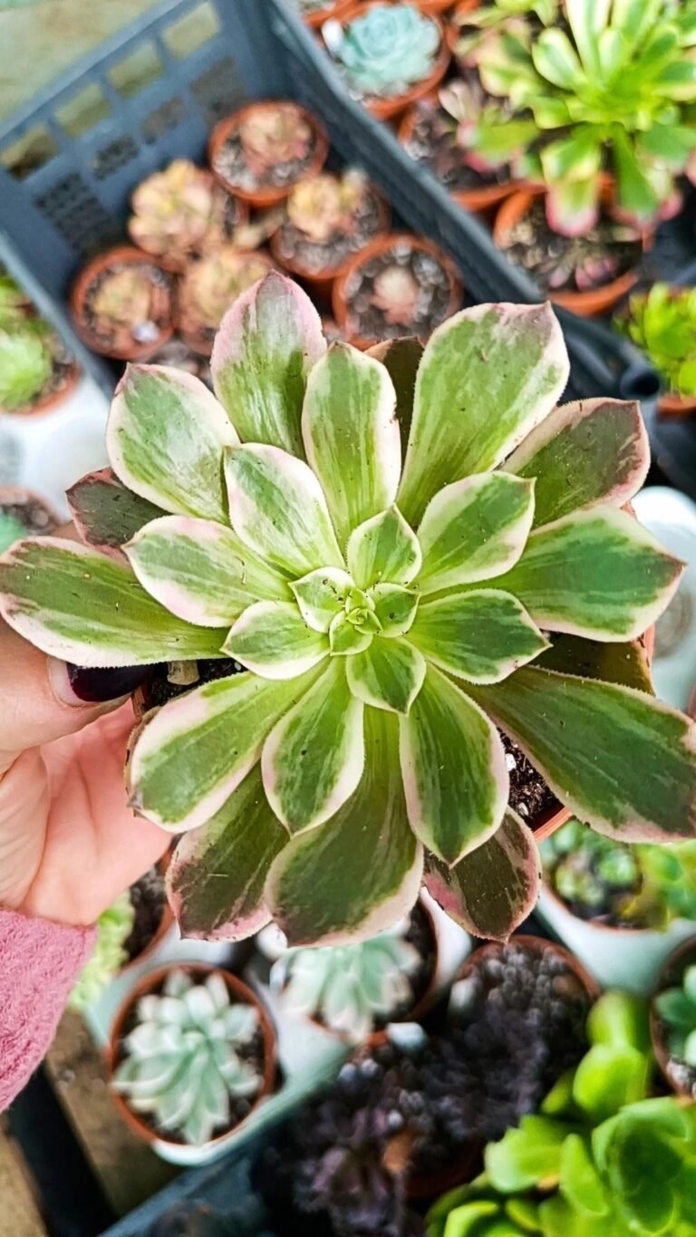 Siracactus-Succulente-Aeonium-Pink-Fairy-variegata-korean.jpg
