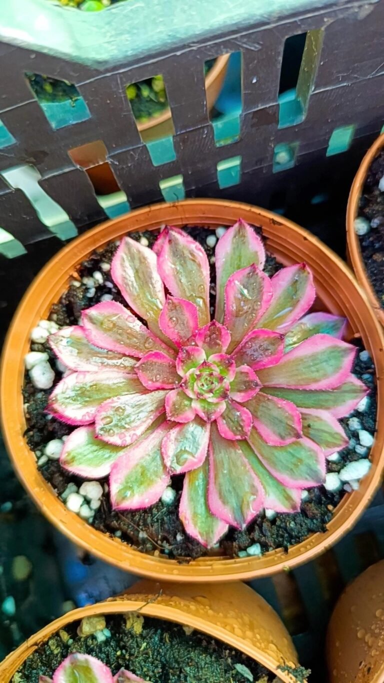 Siracactus-Succulente-Aeonium-Pink-Moon-light-korean.jpg
