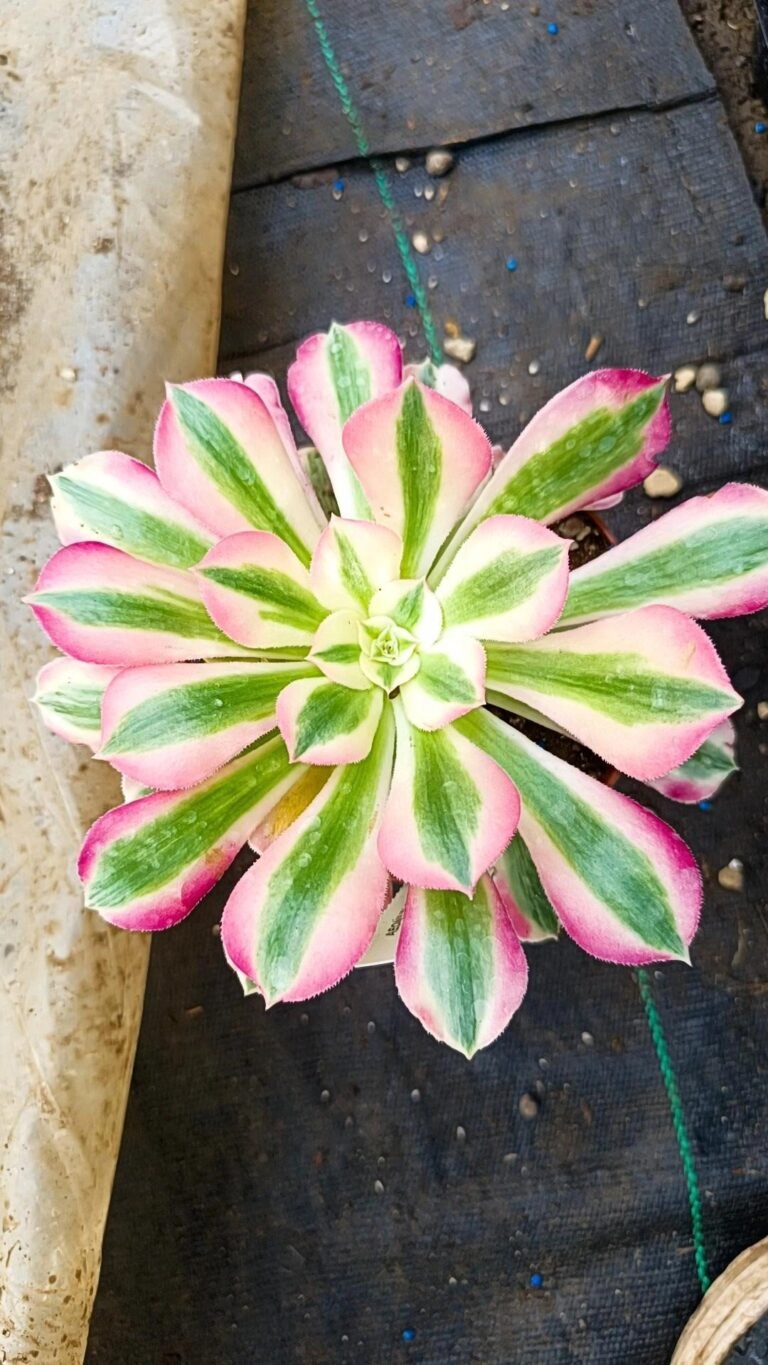 Siracactus-Succulente-Aeonium-Pink-Witch.jpg