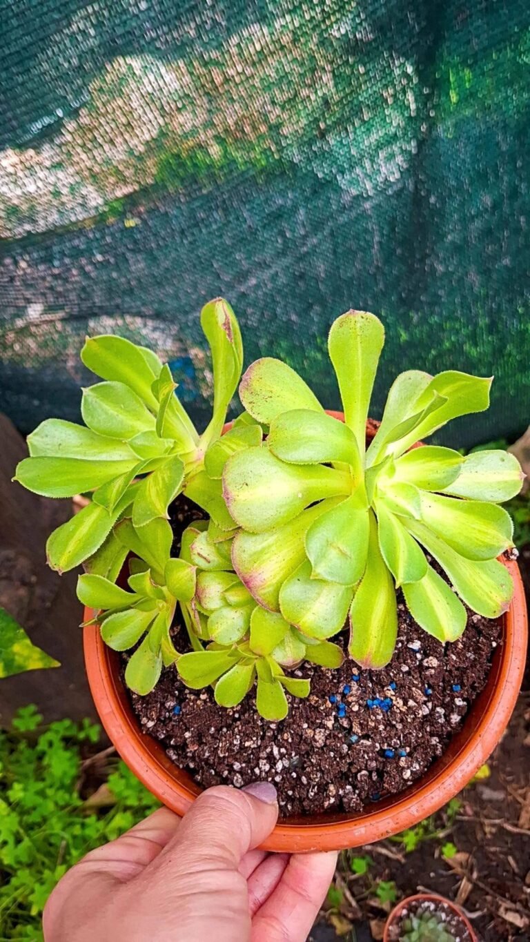 Siracactus-Succulente-Aeonium-Pink-Witch-middle-Variegata-korean.jpg