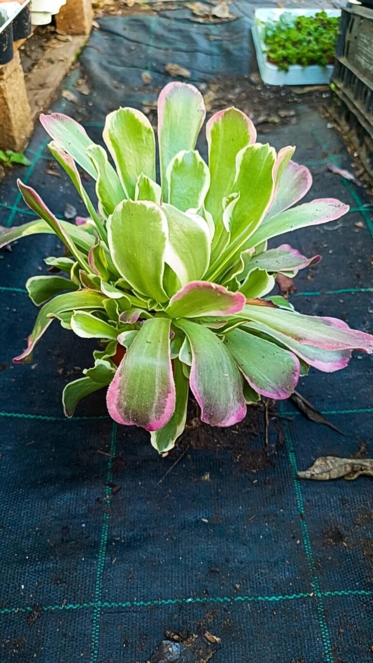 Siracactus-Succulente-Aeonium-Pink-lady-korean.jpg