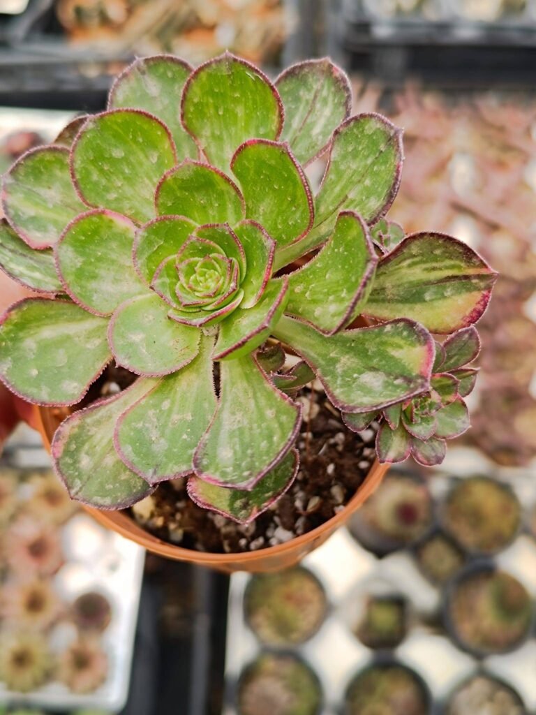 Siracactus-Succulente-Aeonium-Red-Edge-variegata-korean.jpg