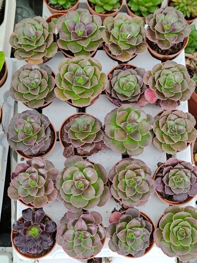 Siracactus-Succulente-Aeonium-SP-6.jpg