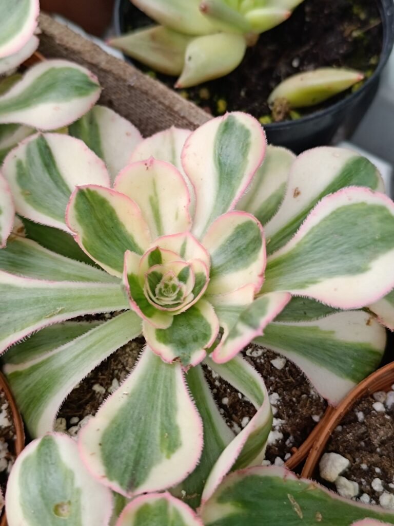 Siracactus-Succulente-Aeonium-Zeus.jpg