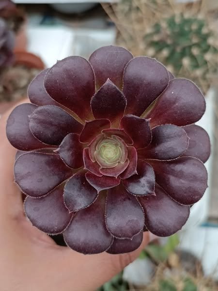 Siracactus-Succulente-Aeonium-atropurpureum-Arboreum.jpg