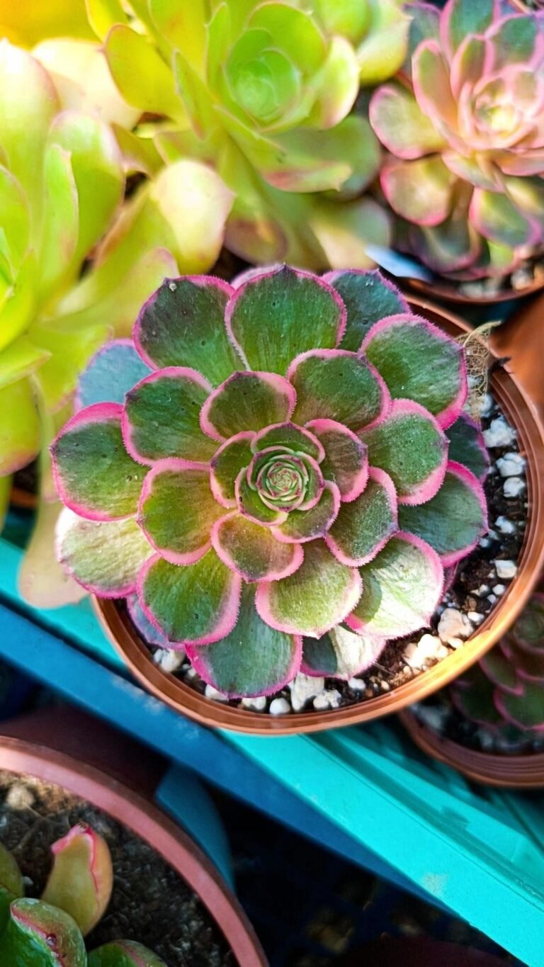 Siracactus-Succulente-Aeonium-banquet-korean.jpg