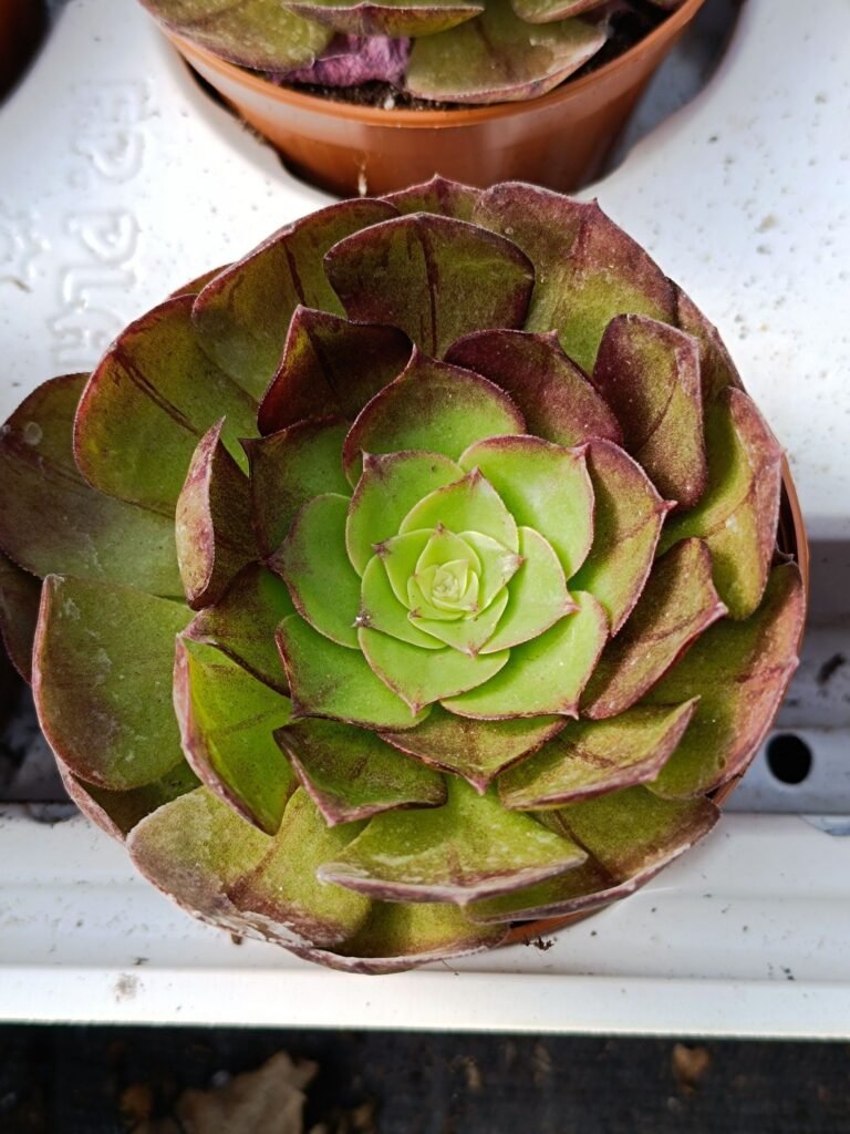 Siracactus-Succulente-Aeonium-black-evil-korean.jpg
