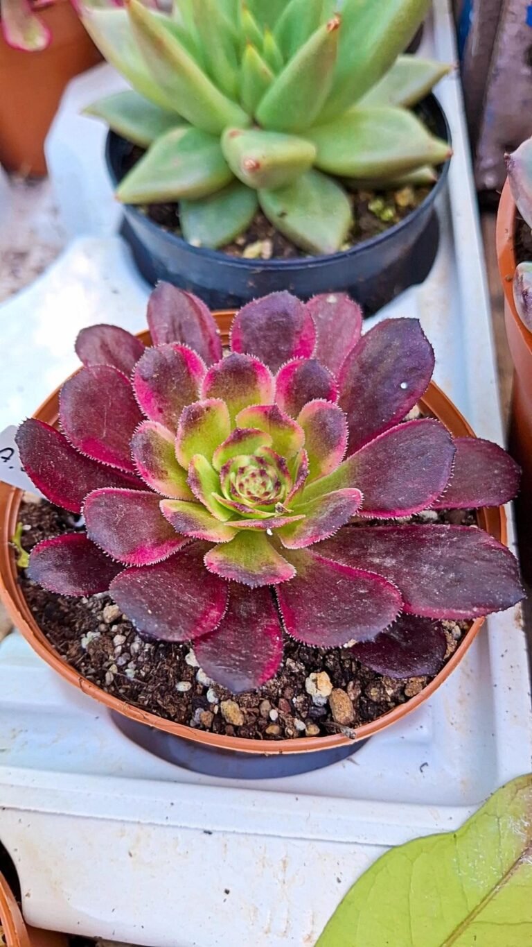 Siracactus-Succulente-Aeonium-black-king-kong.jpg