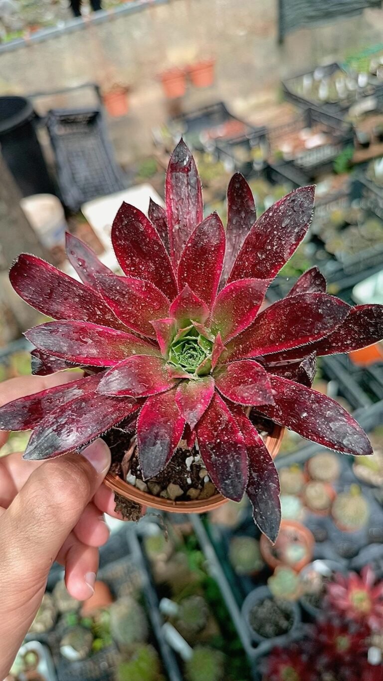 Siracactus-Succulente-Aeonium-black-magic-Variegata-korean-2.jpg
