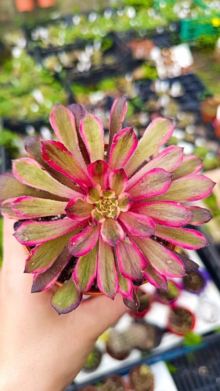Siracactus-Succulente-Aeonium-black-peony-2.jpg