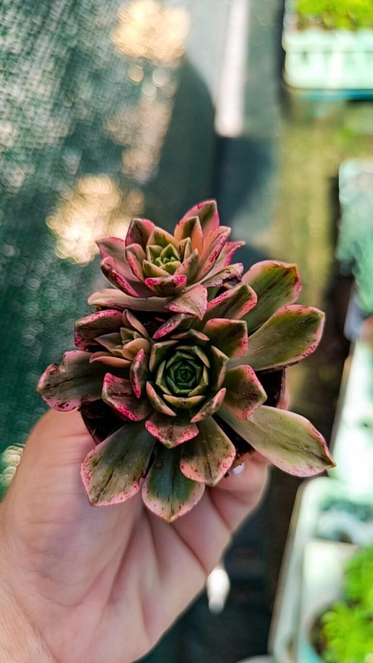 Siracactus-Succulente-Aeonium-bronze-medal-Variegata-2.jpg