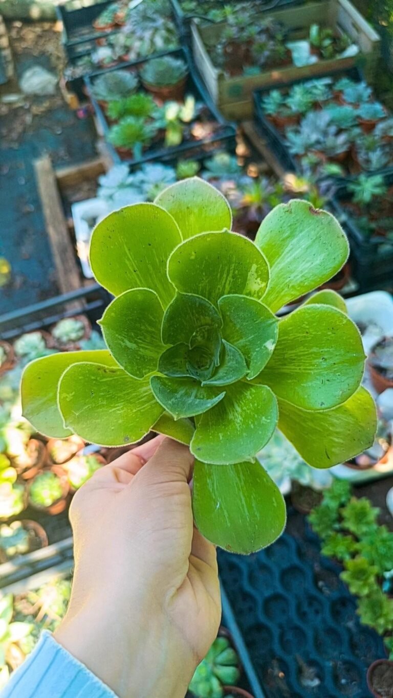 Siracactus-Succulente-Aeonium-canariense.jpg
