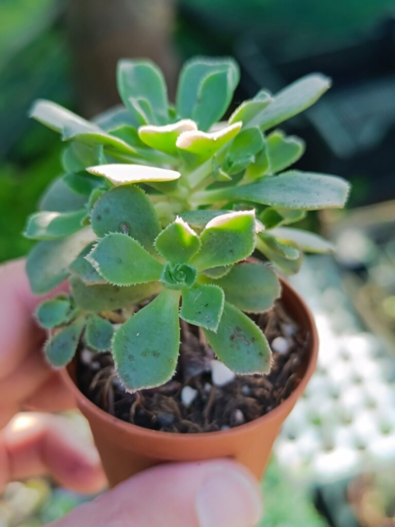 Siracactus-Succulente-Aeonium-castello-paivae.jpg