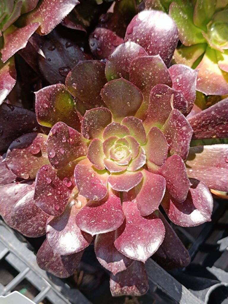 Siracactus-Succulente-Aeonium-cornish-rose.jpg