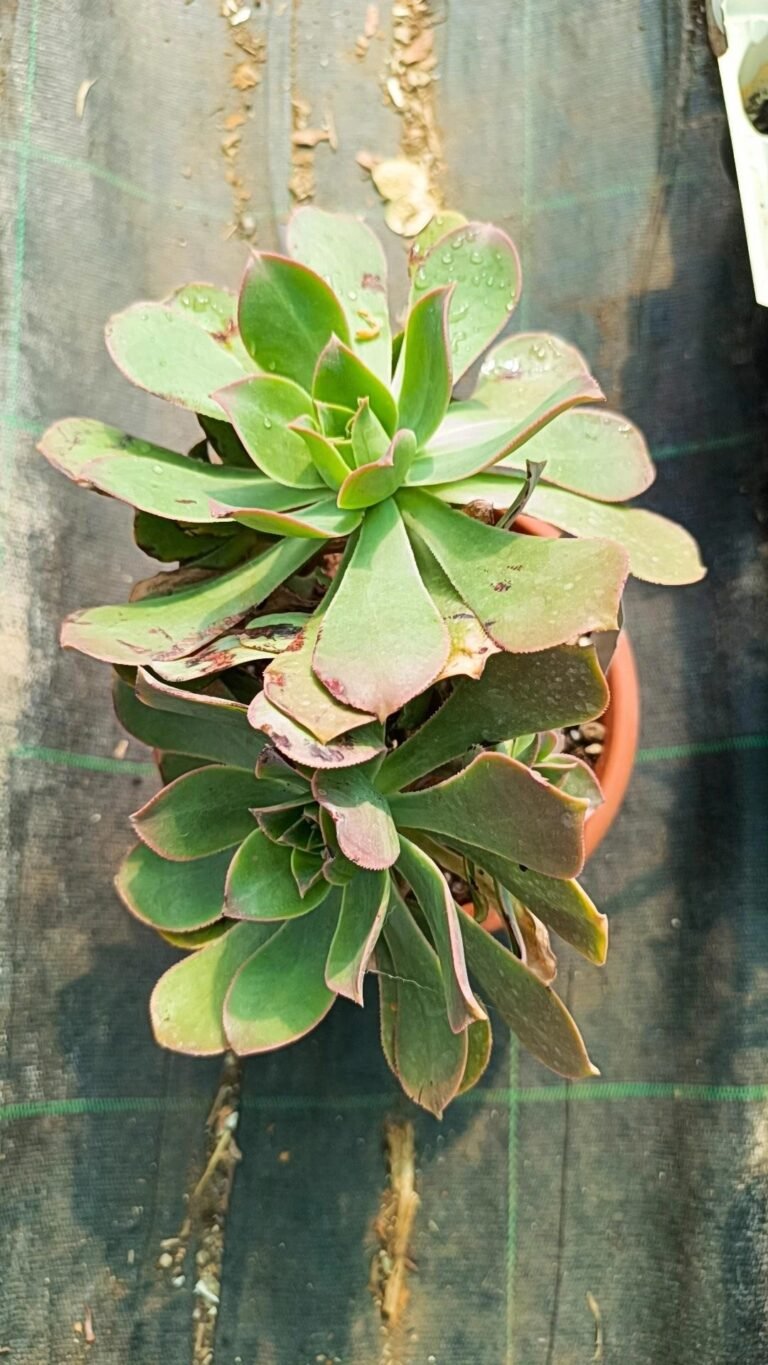 Siracactus-Succulente-Aeonium-decorum-1.jpg